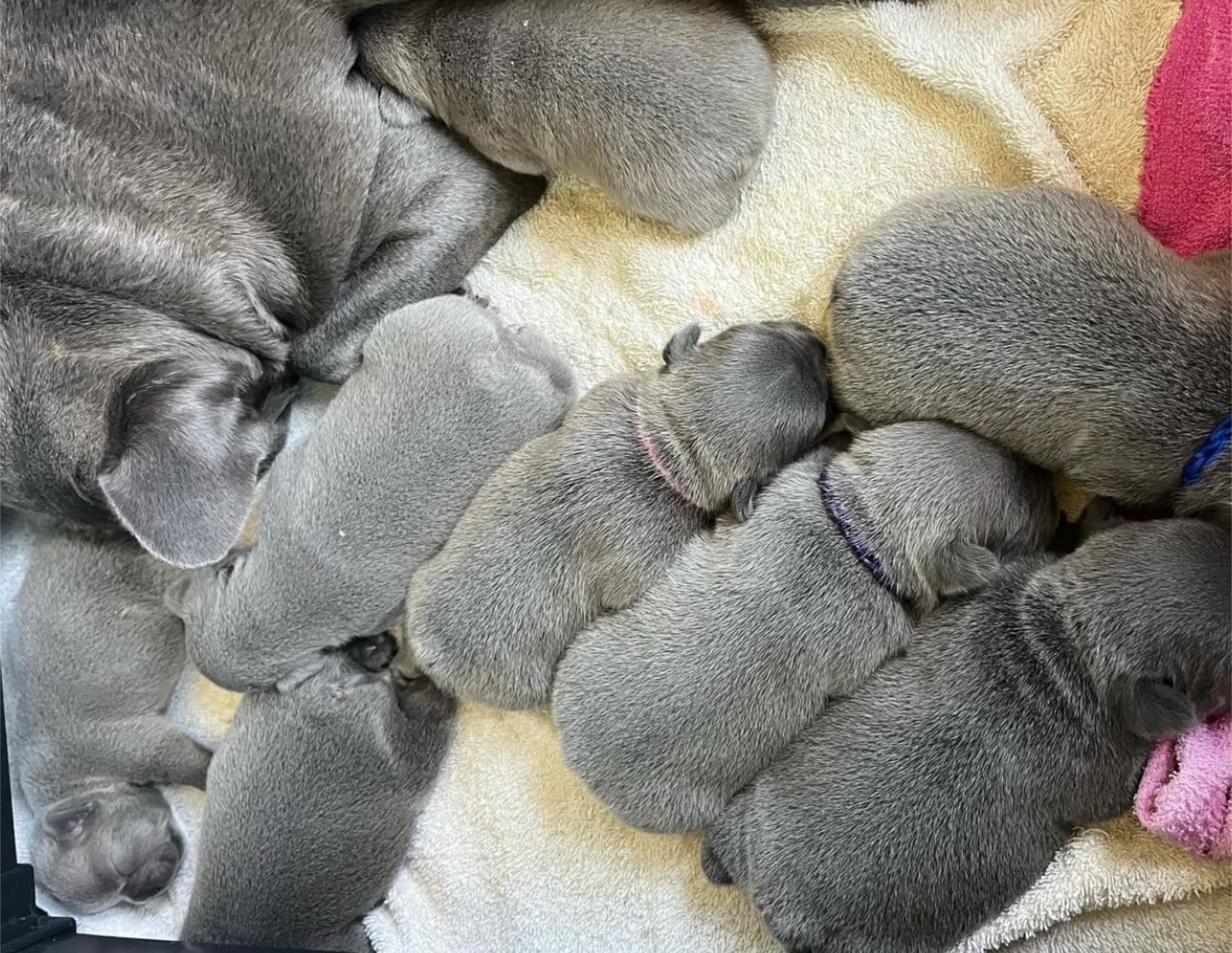 Click to read blog post How to Spot a Responsible French Bulldog Breeder