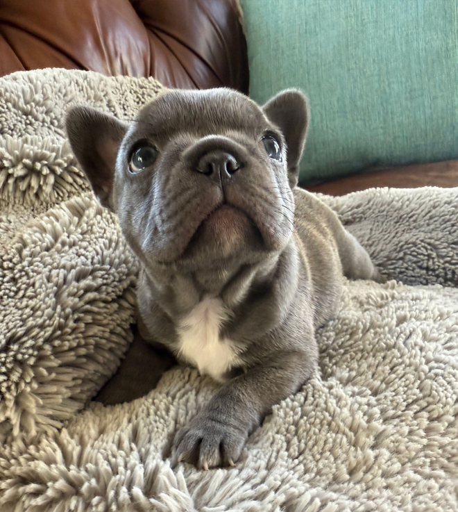 Farmhouse Frenchie Mom Luna
