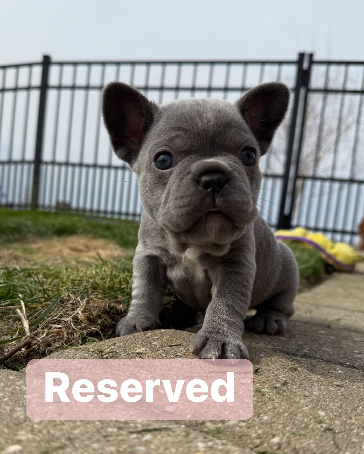 New French Bulldog Puppy 1