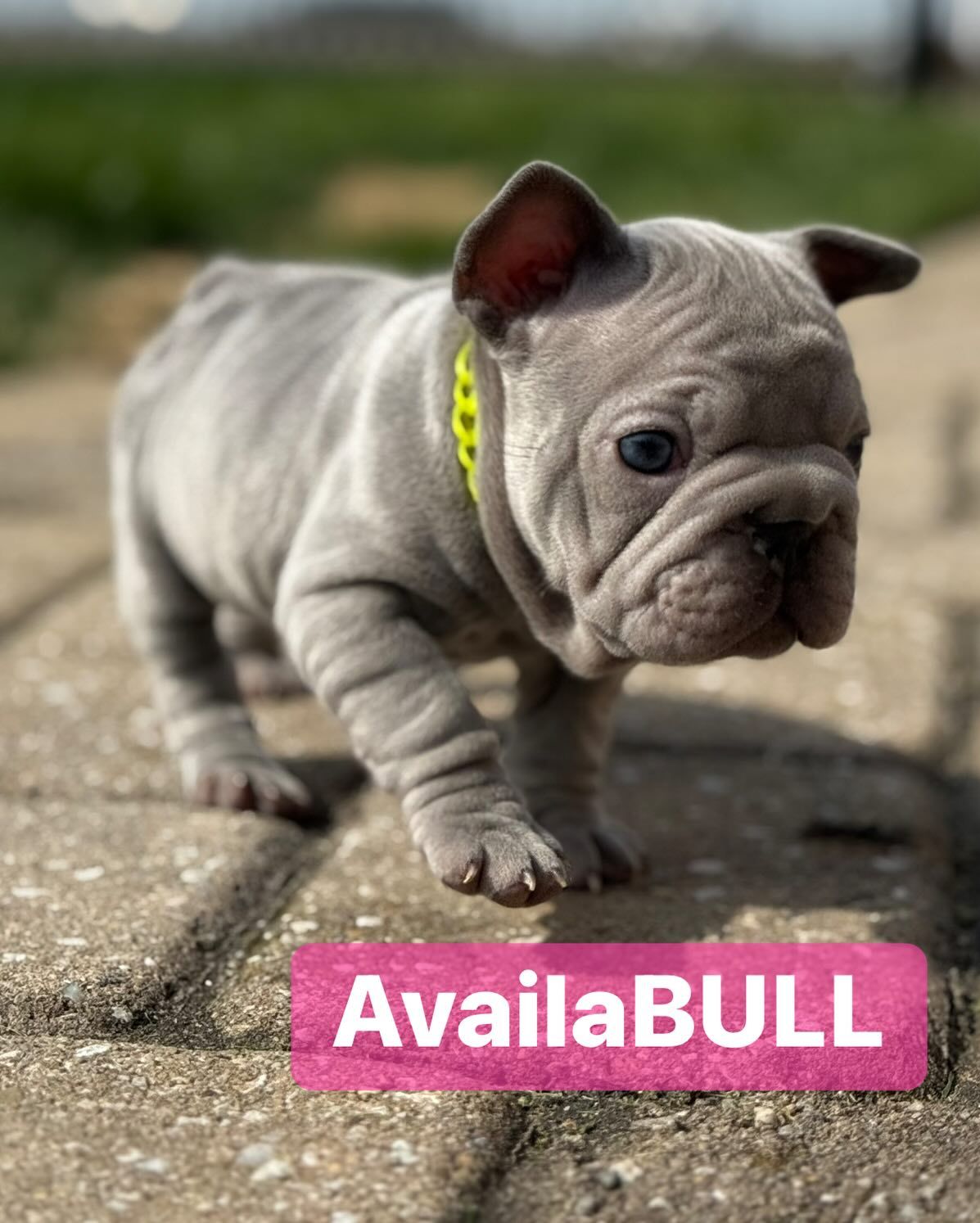 New French Bulldog Puppy 3