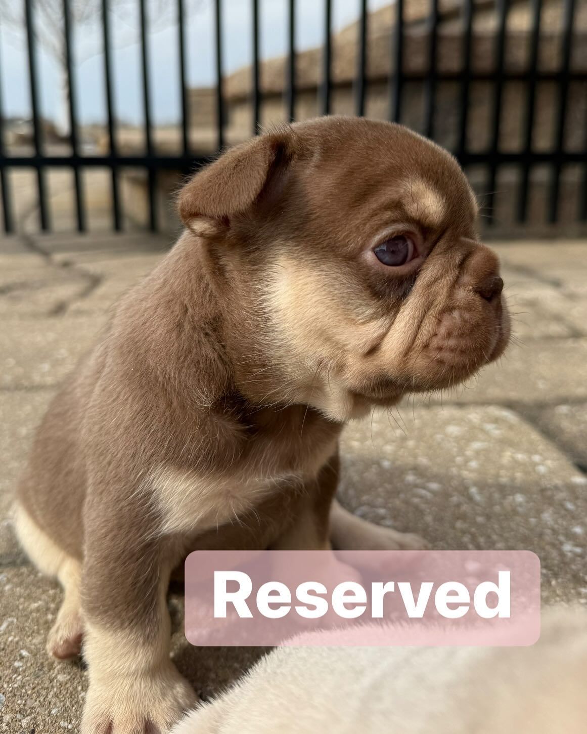 New French Bulldog Puppy 4