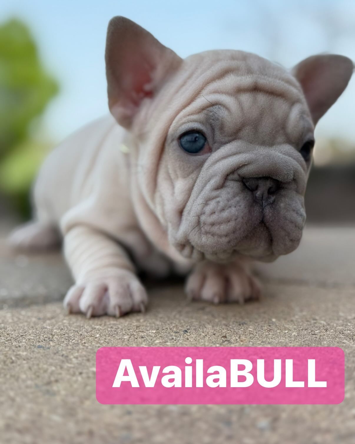 New French Bulldog Puppy 5