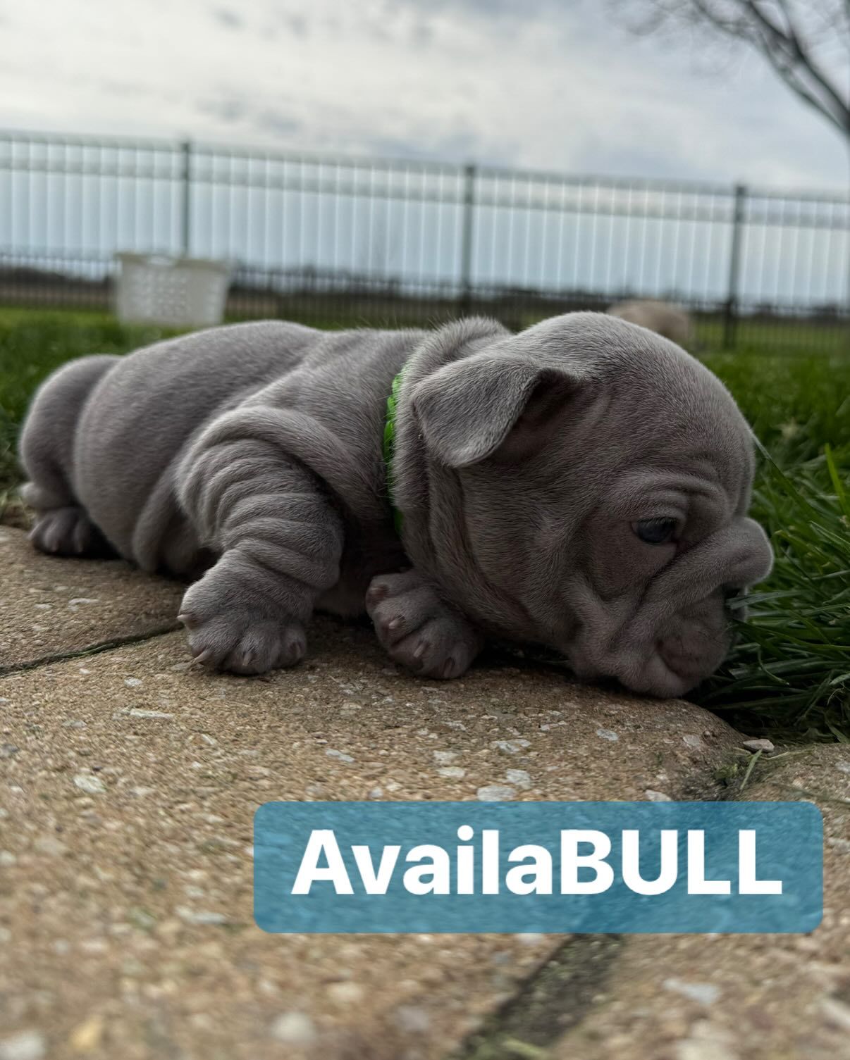 New French Bulldog Puppy 7