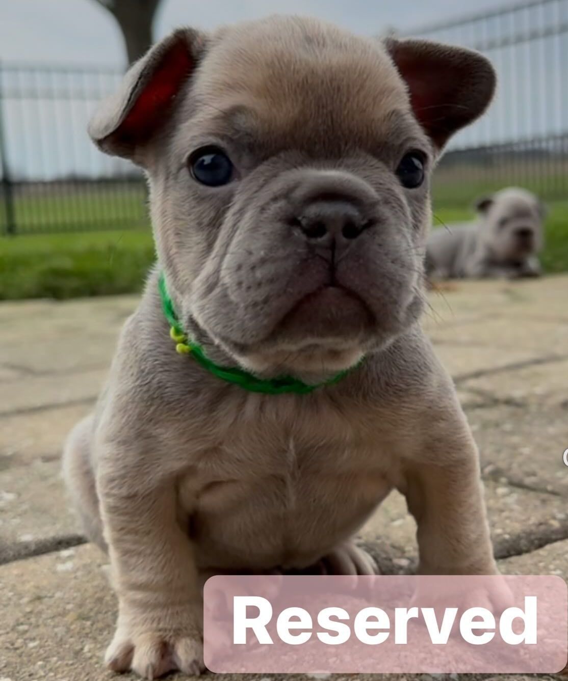 New French Bulldog Puppy 6