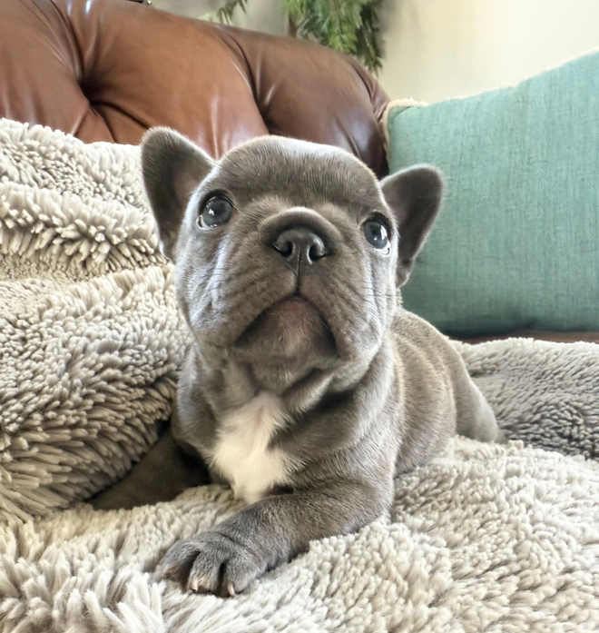 Farmhouse Frenchie image of puppy parents