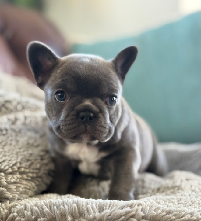 Image of Farmhouse Frenchie dad Cream Puff