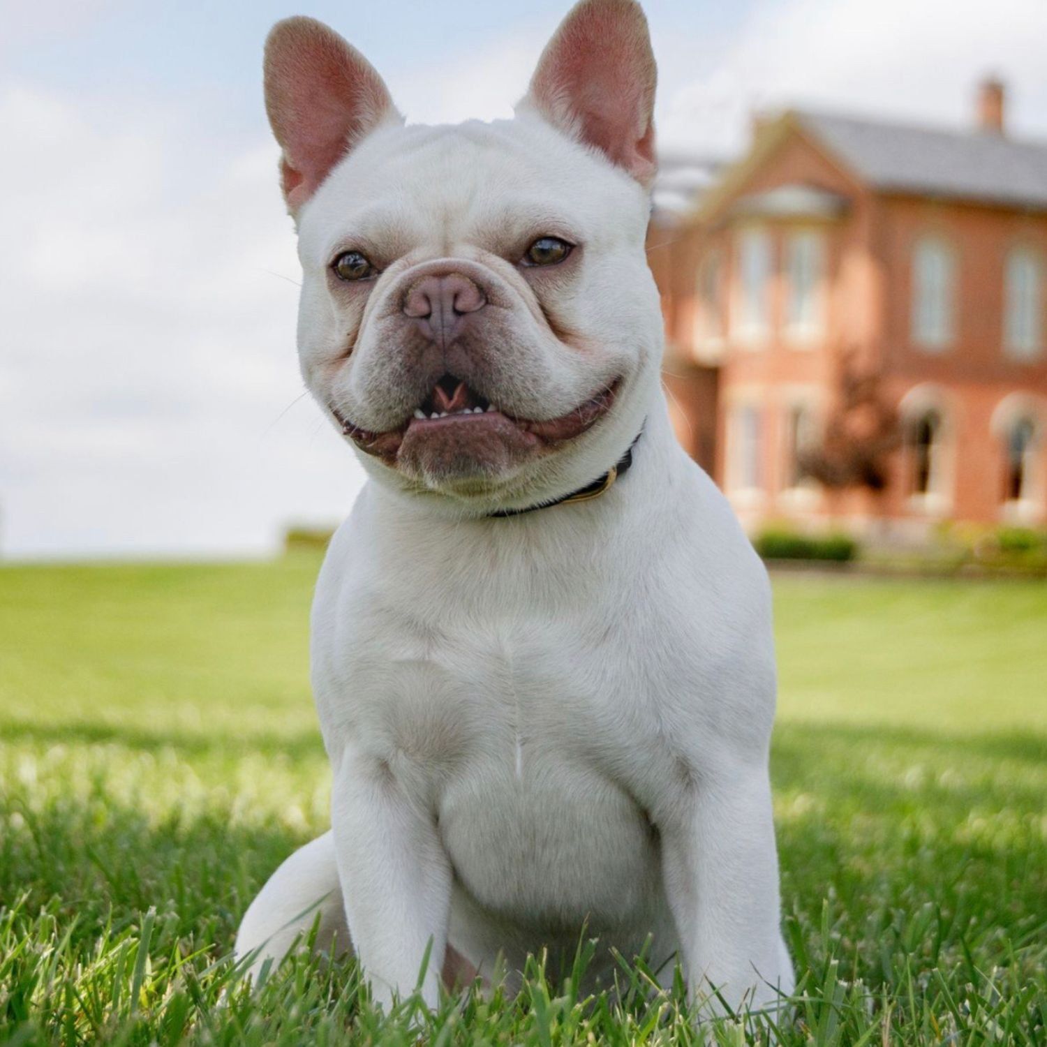 image of french bulldog stud