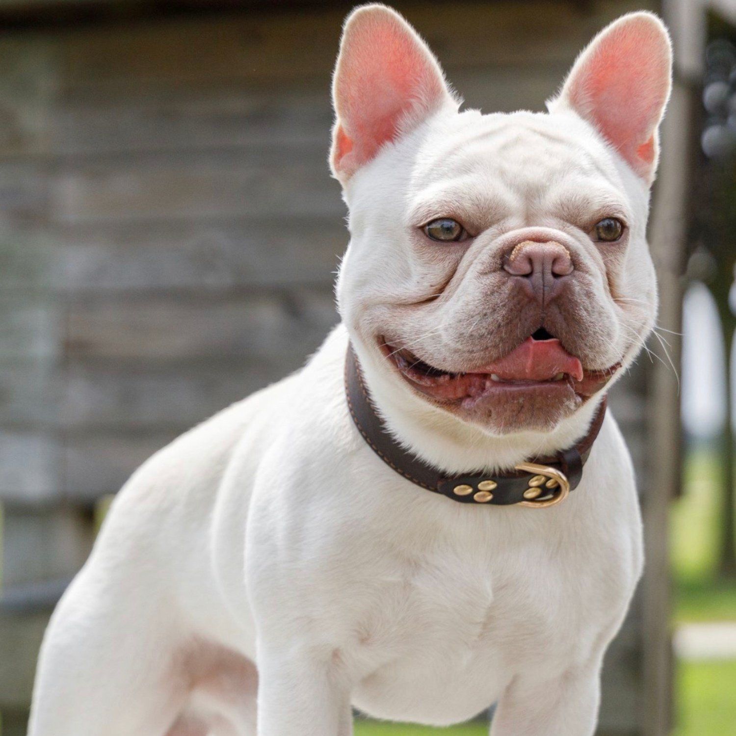image of french bulldog stud