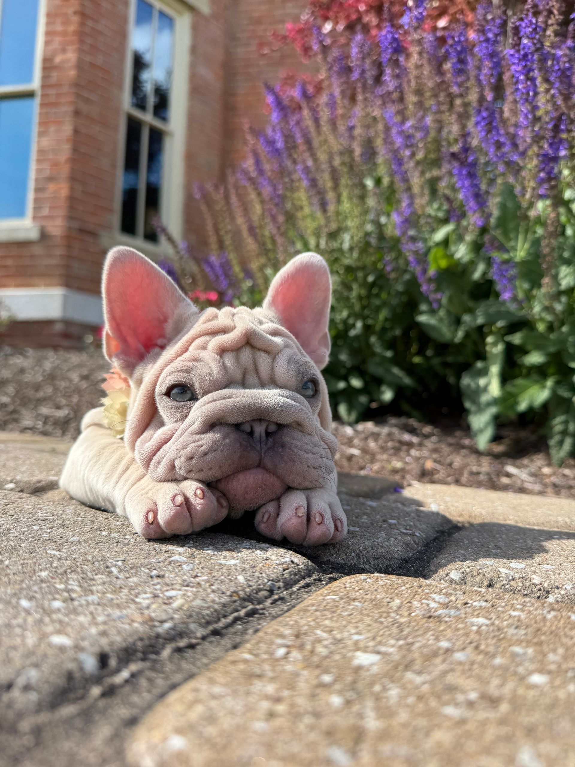 image of farmhouse frenchie
