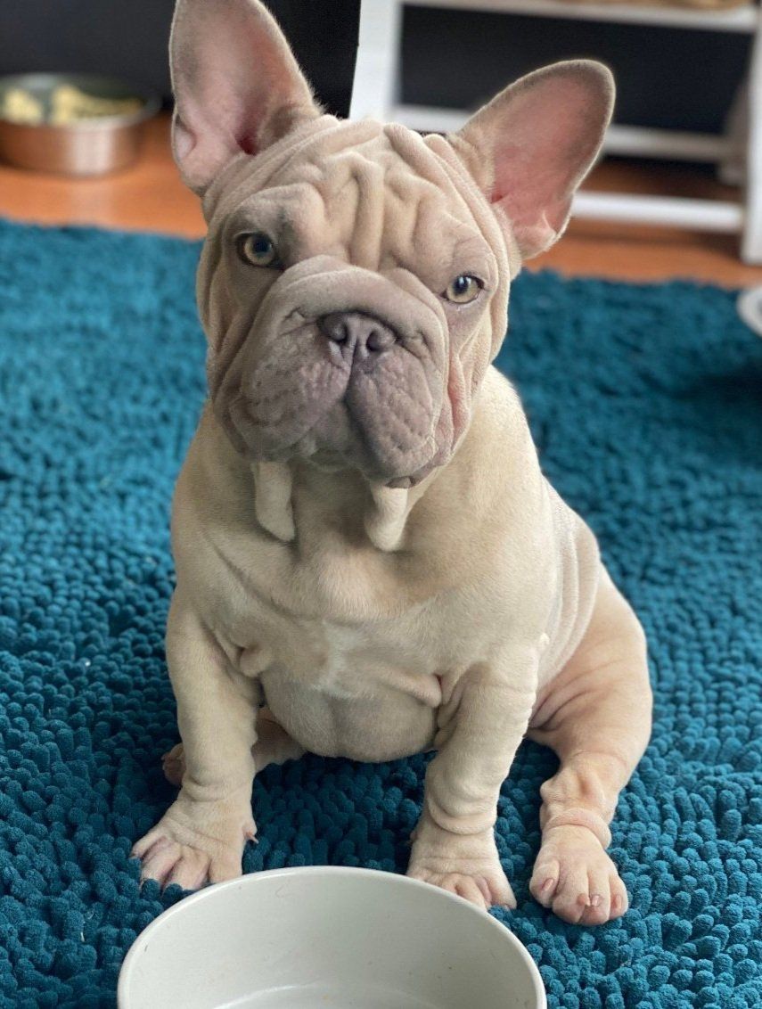 Farmhouse Frenchies Cream French Bulldog Mom