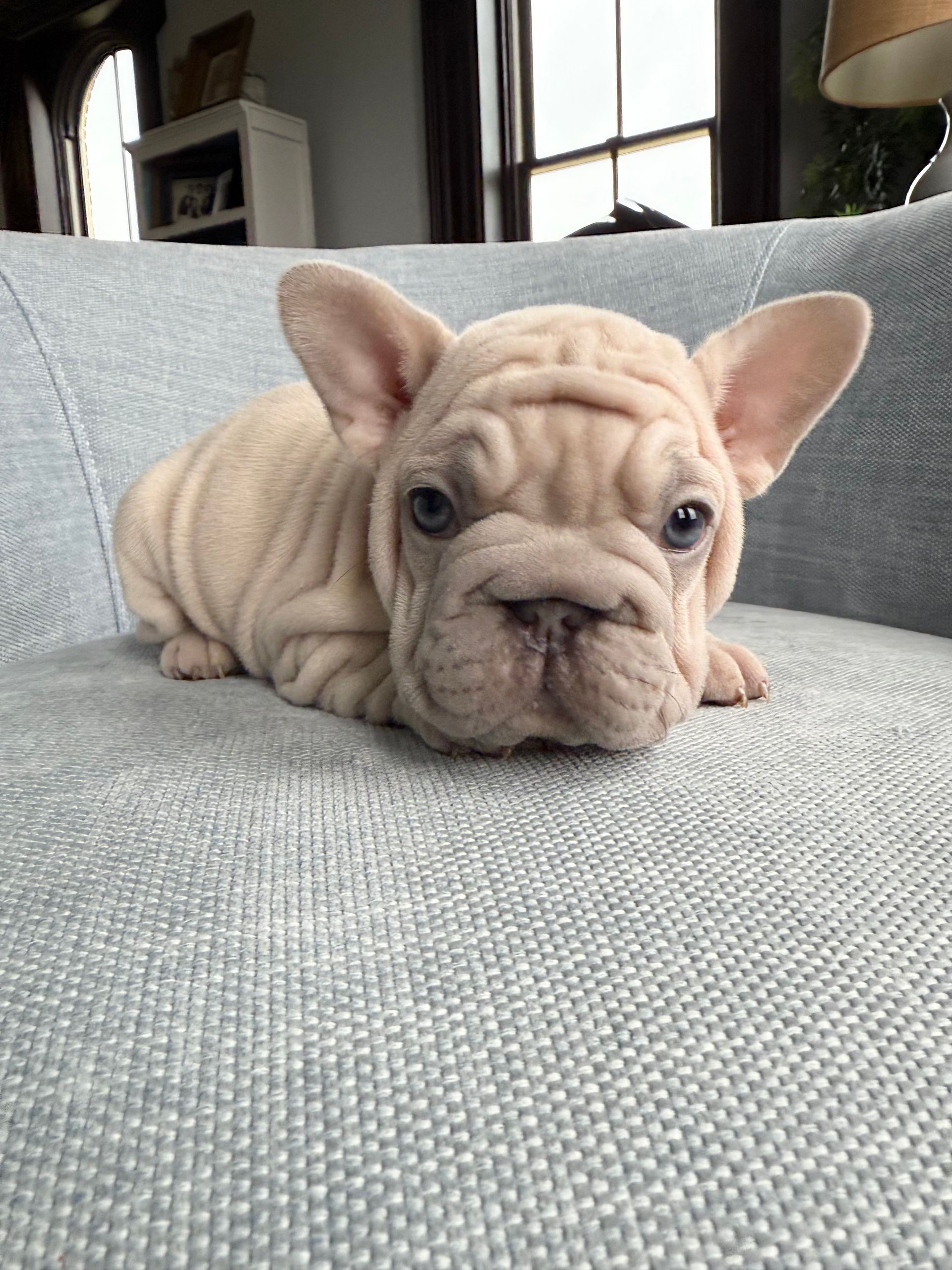 image of velvet big rope frenchie puppy