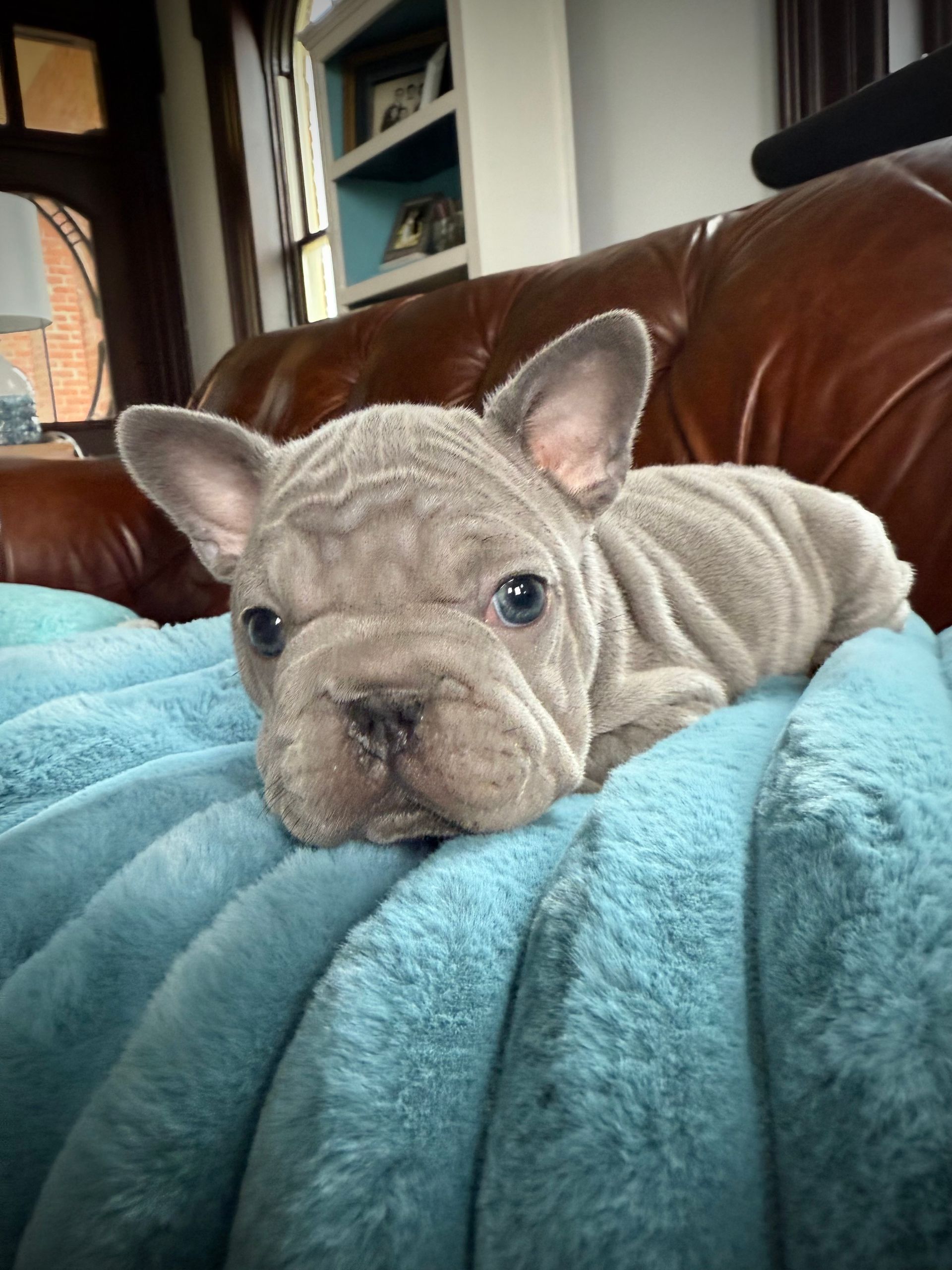 image of velvet big rope frenchie puppy