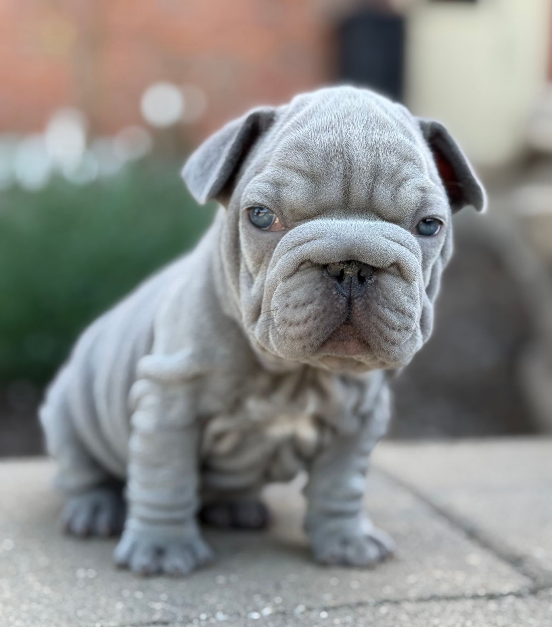 image of velvet big rope frenchie puppy