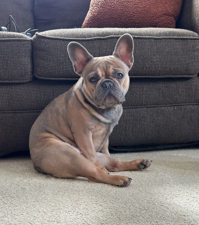Farmhouse Frenchie Mom Luna