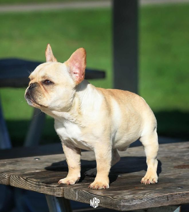 Image of Farmhouse Frenchie dad Cream Puff