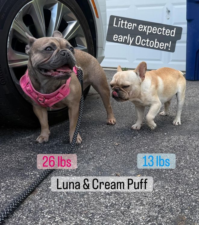 Farmhouse Frenchie image of puppy parents