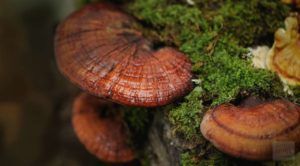 A close up of a mushroom growing on a tree stump.