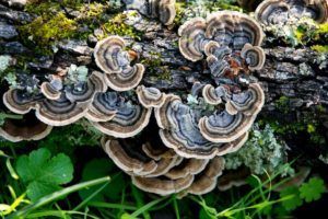 A close up of a mushroom growing on a tree stump.
