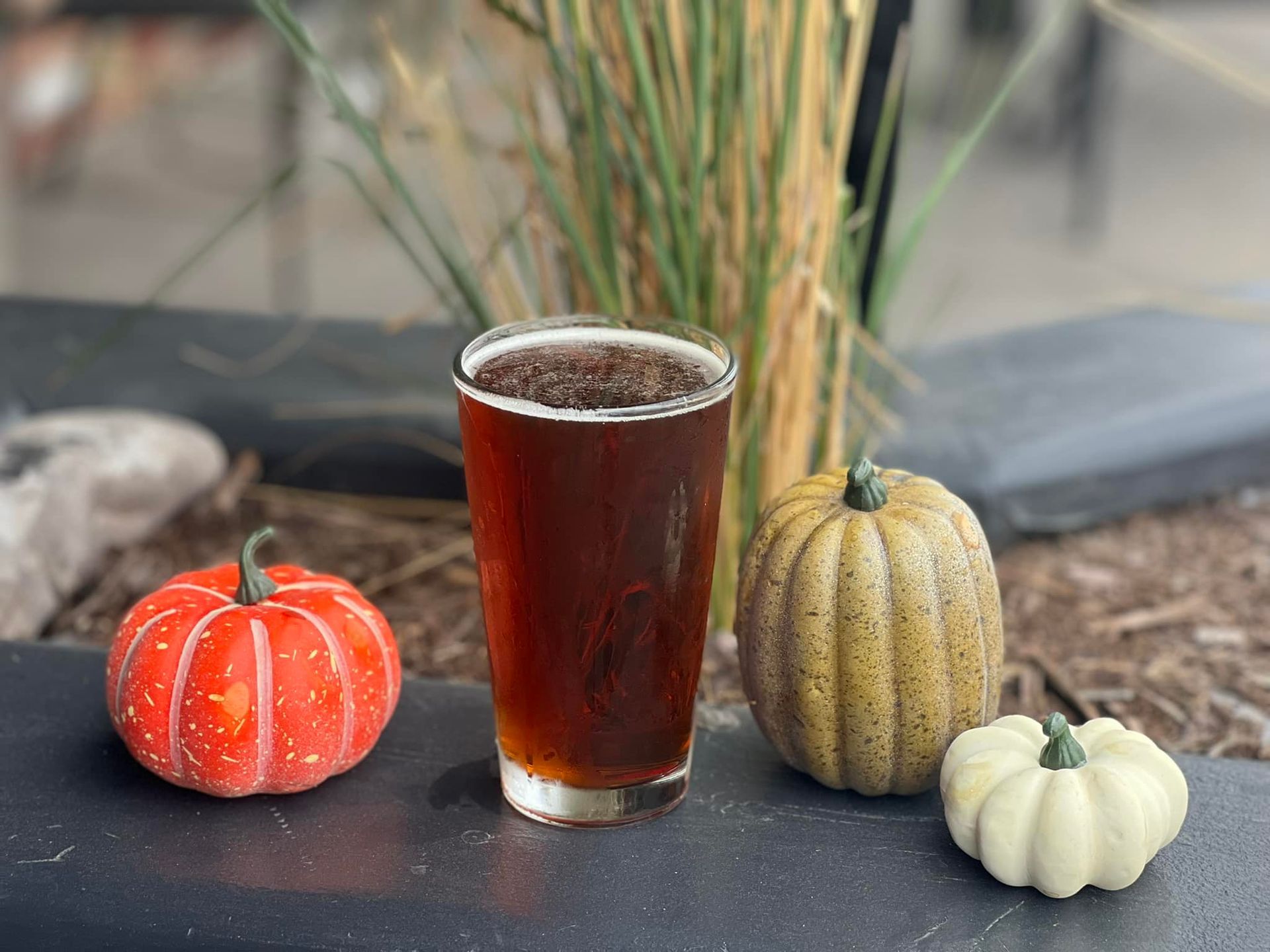 A glass of beer is sitting on a table next to pumpkins.