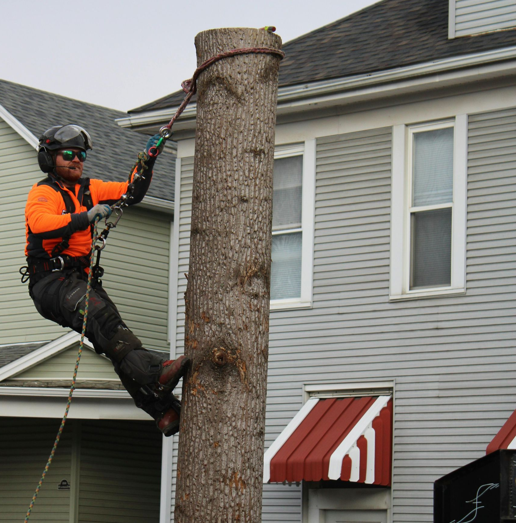 A worker in safety gear climbs a tree trunk while attached to a rope, positioned in front of a house.