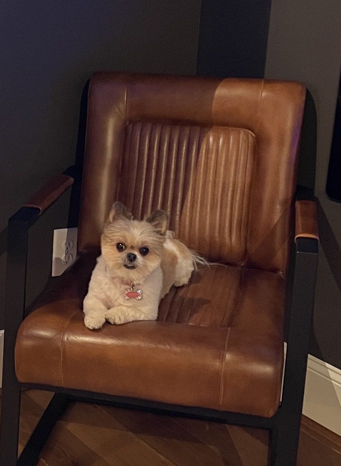 Sadie photo