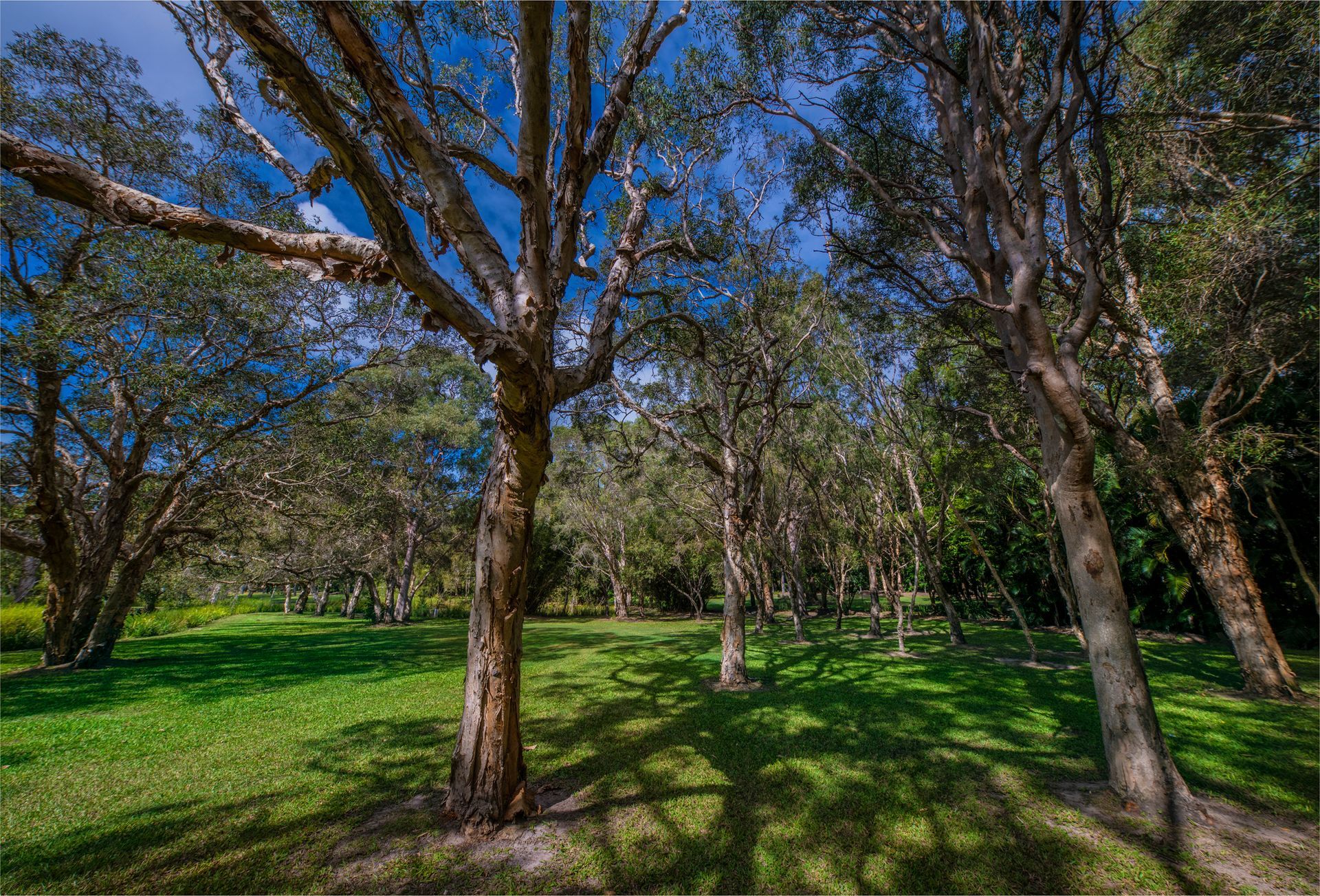 Clean Forest — North Vernon, IN — Mullins & Family Outdoor