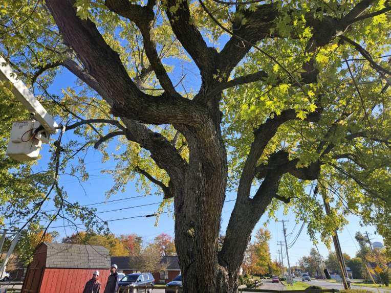 Big Tree On Sidewalk — North Vernon, IN — Mullins & Family Outdoor