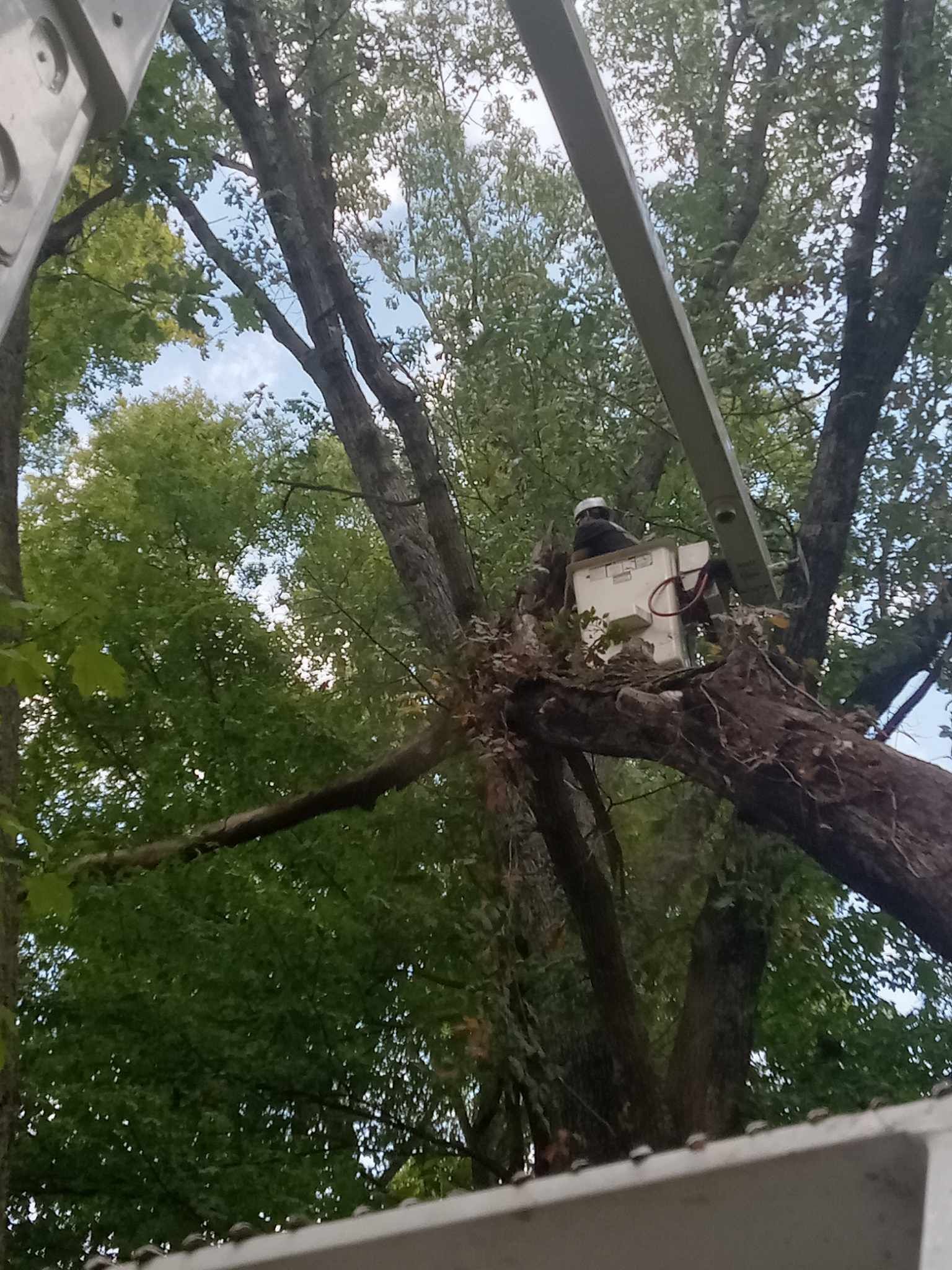 Man Trimming Big Tree — North Vernon, IN — Mullins & Family Outdoor