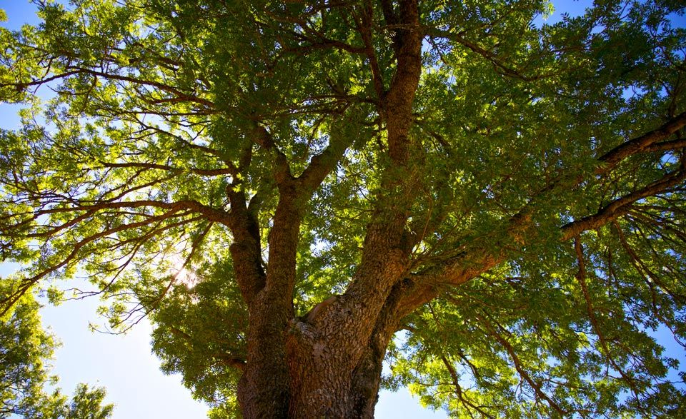 Old Tree | Riverton, UT | Discount Tree & Landscape Co.