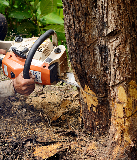 Man with Chainsaw Cutting the Tree | Riverton, UT | Discount Tree & Landscape Co.