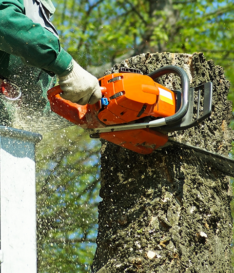 Tree Cutting Services | Riverton, UT | Discount Tree & Landscape Co.