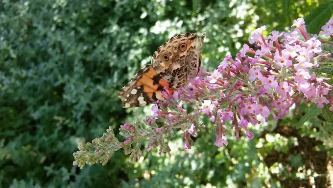 Butterfly with orange, brown, and white markings on a pink flower in a garden.