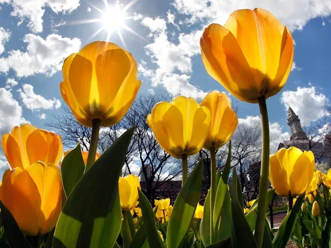 Yellow tulips in sunlight against a blue sky, with a building in the background.