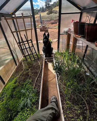 A person in a greenhouse with a black dog. Plants line the sides, wooden beams frame the interior, and a hill is visible.