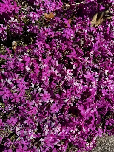Purple creeping phlox flowers cover the ground, creating a vibrant floral carpet.