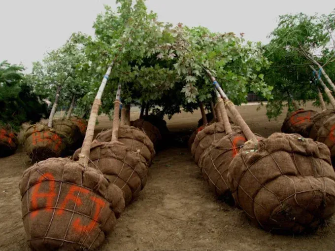Rows of trees with burlap-wrapped roots, ready for planting, on bare earth.
