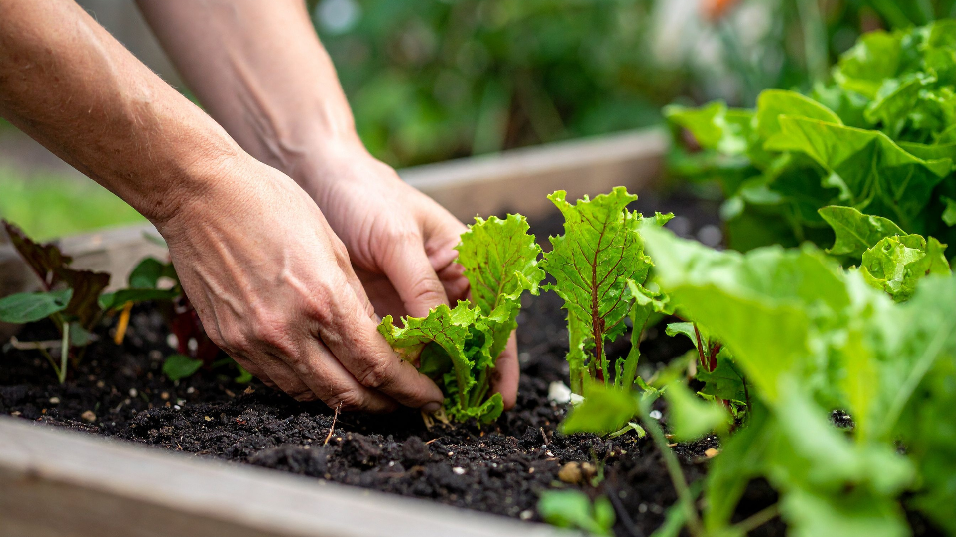 Hands tend to a small lettuce seedling in dark soil within a wooden garden bed.