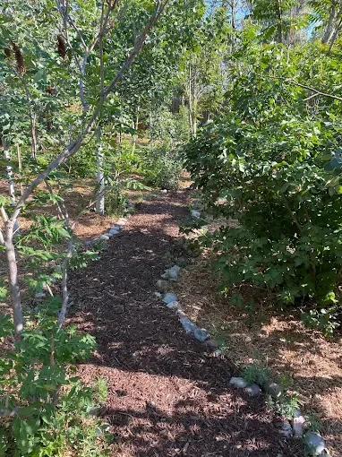 A wooded path lined with small rocks and wood chips, leading into the trees.