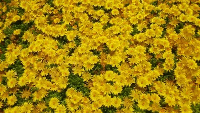 A dense field of bright yellow dandelion flowers with green foliage visible.
