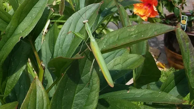 Praying mantis on green leaves with orange flowers in background.