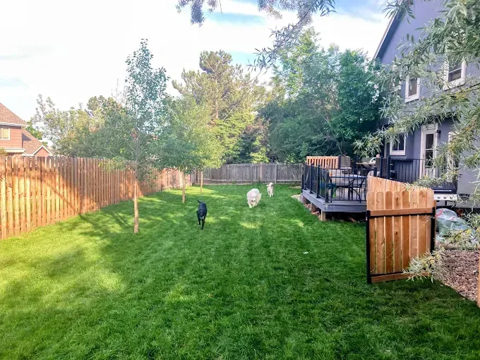 Three dogs run in a grassy backyard with a wooden fence, deck, and trees.