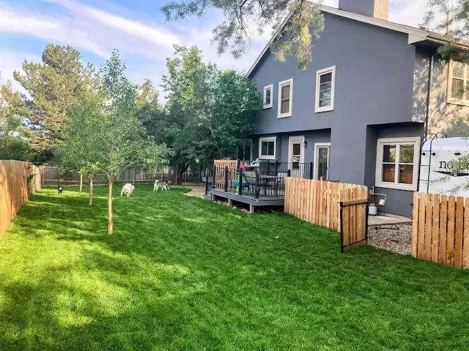 Backyard with green grass, wooden fence, and gray house. Two dogs play.