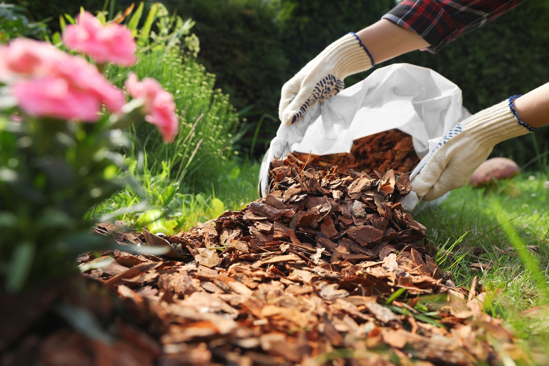 Hands wearing garden gloves pour wood mulch from a white bag onto a garden bed near pink flowers.