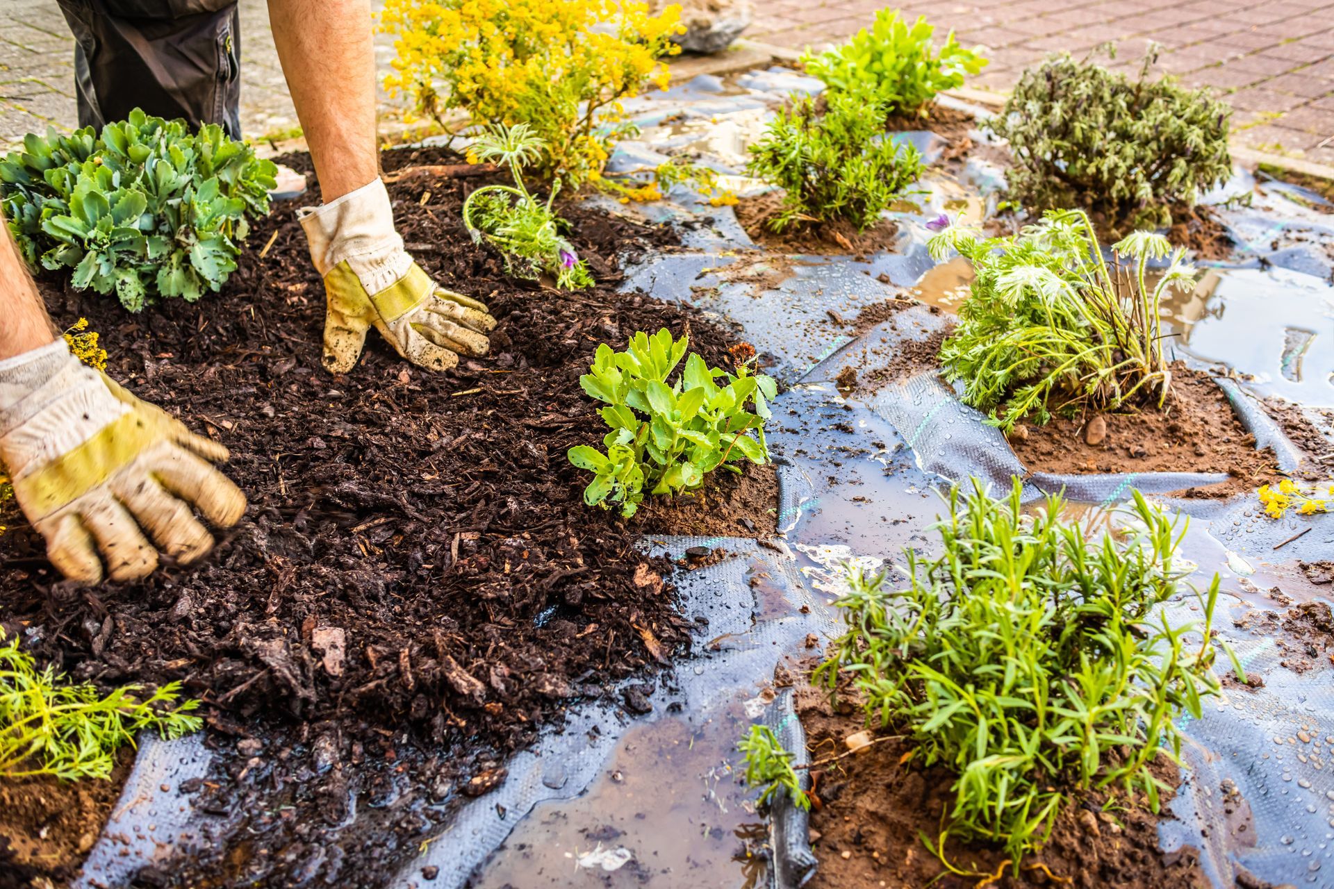 A gardener wearing work gloves spreads dark, organic mulch over a garden bed with small plants planted in landscape fabric.
