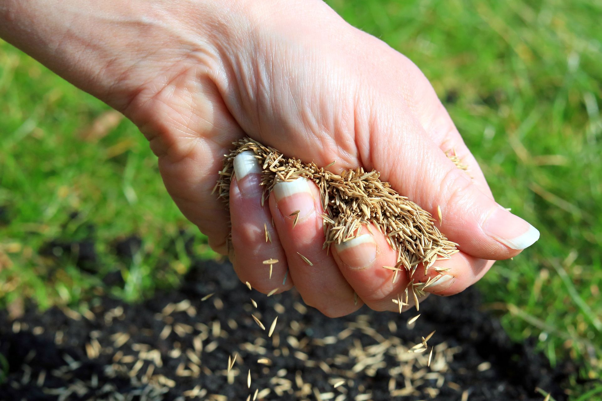 A hand sprinkling grass seeds onto dark soil to plant a new lawn.