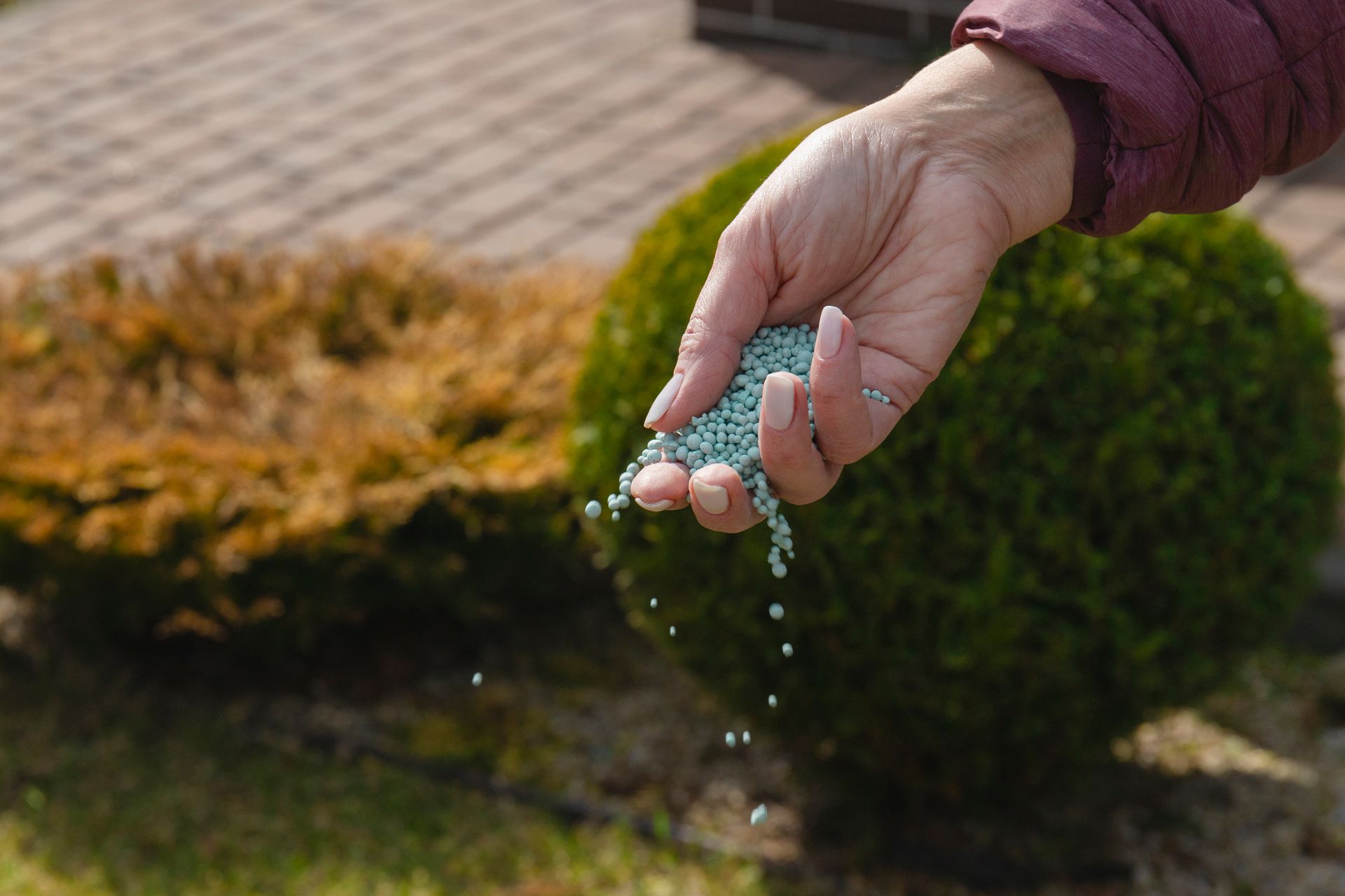 A hand sprinkles small, blue, granular fertilizer beads around a green garden shrub.