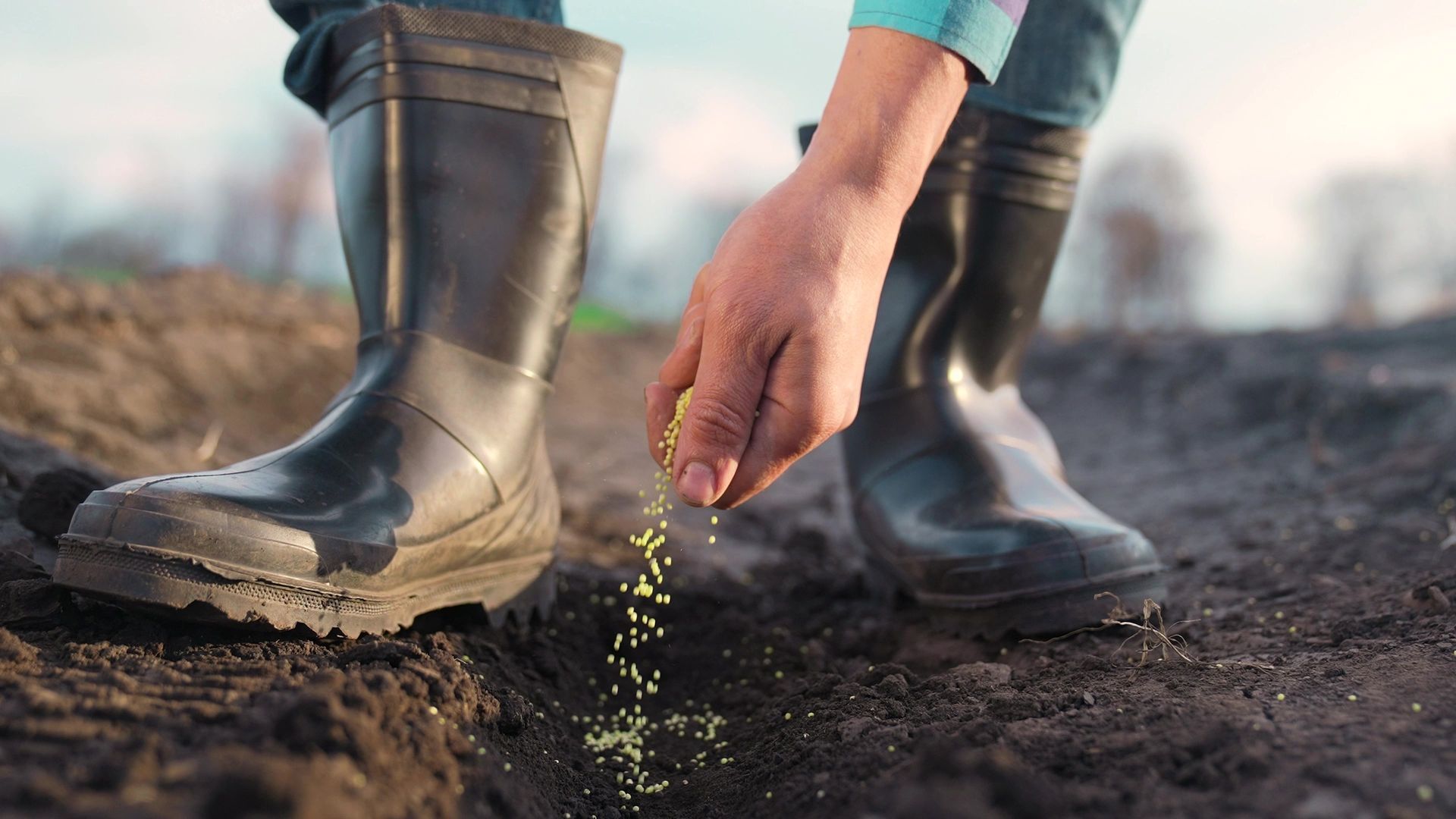 A close-up of a hand sowing small seeds into a furrow in dark soil, while wearing black rubber boots.