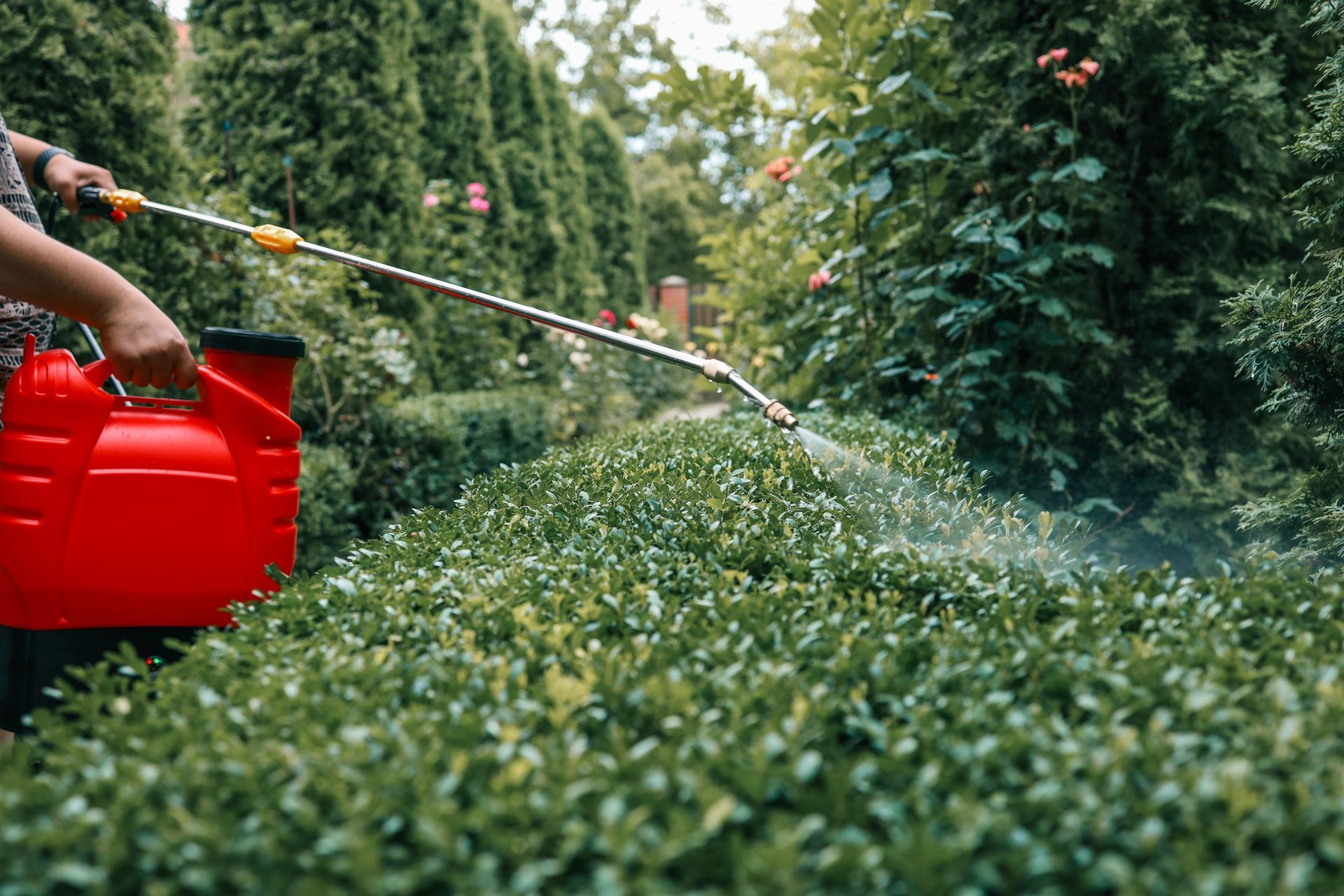A person uses a red handheld sprayer to mist a green garden hedge.