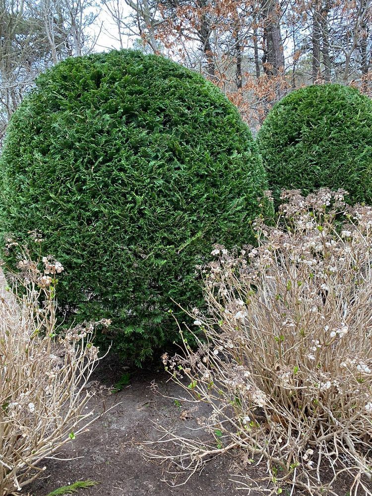 A Close-Up Of A Bush — Hyannis, MA — DF Landscaping