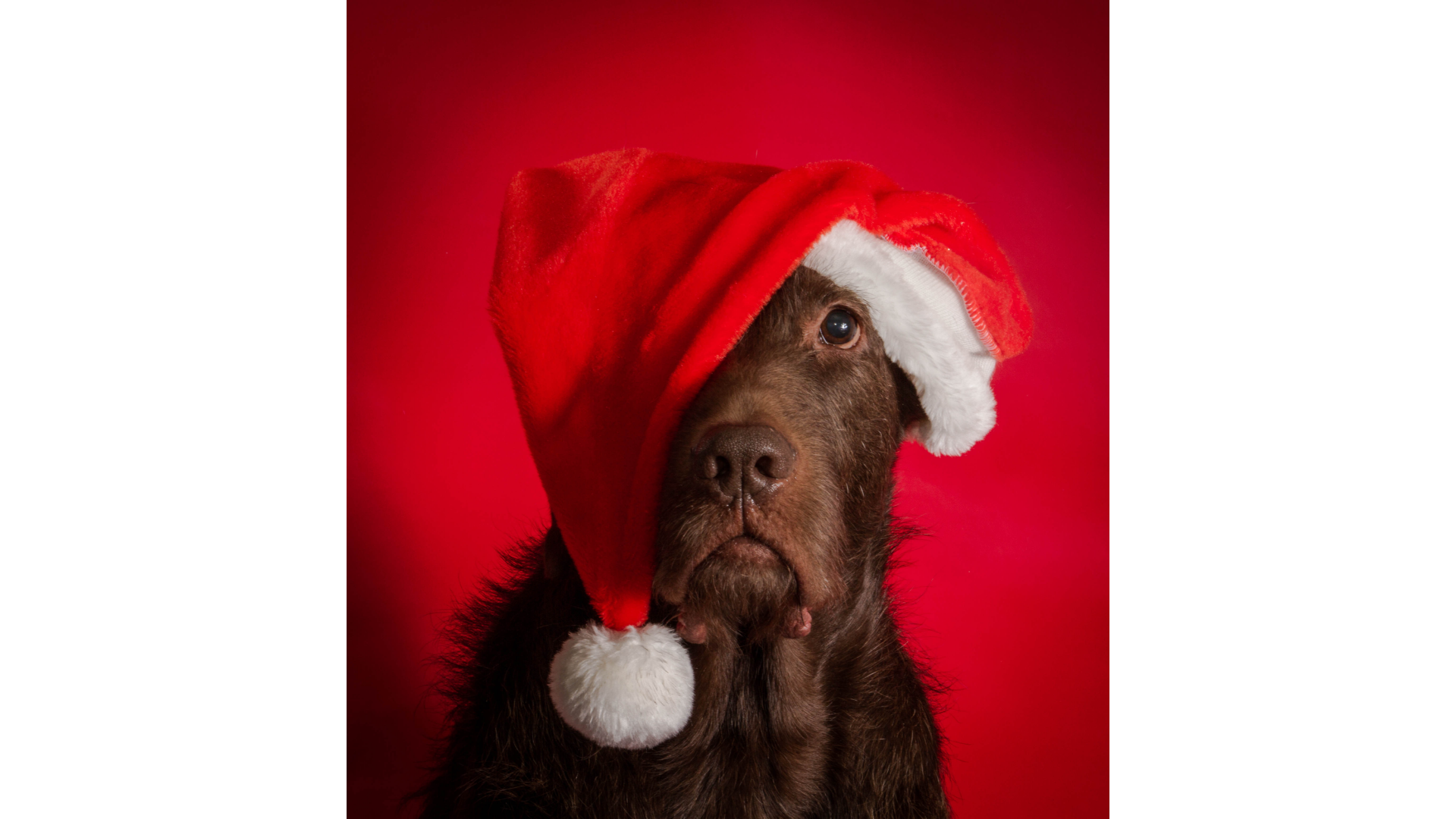 A brown dog wearing a santa hat on a red background.